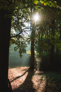 Forest, trees Forest, trees